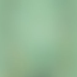 August Book Club - All the Yellow Posies