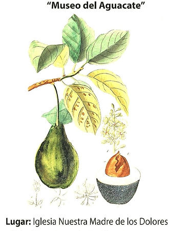 Museo del Aguacate