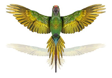 papagayo.jpg