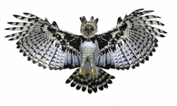 Águila arpía
