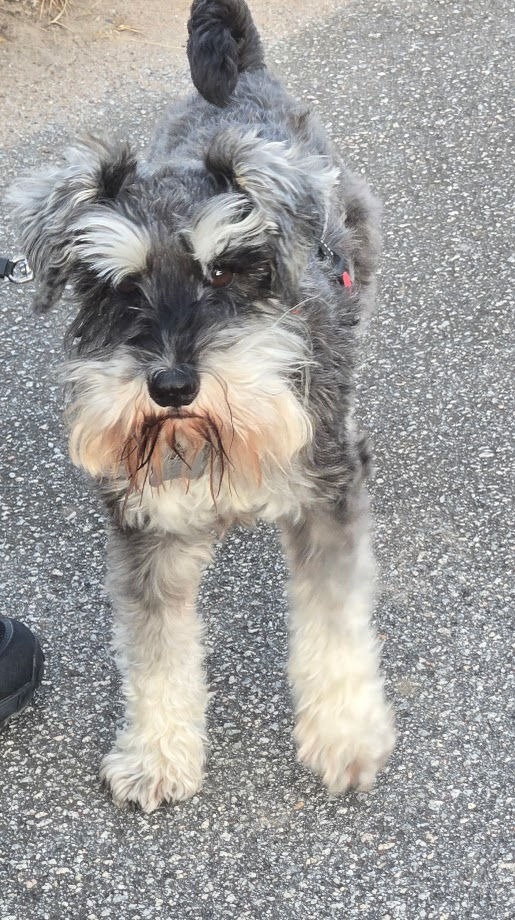 Cute Puppy