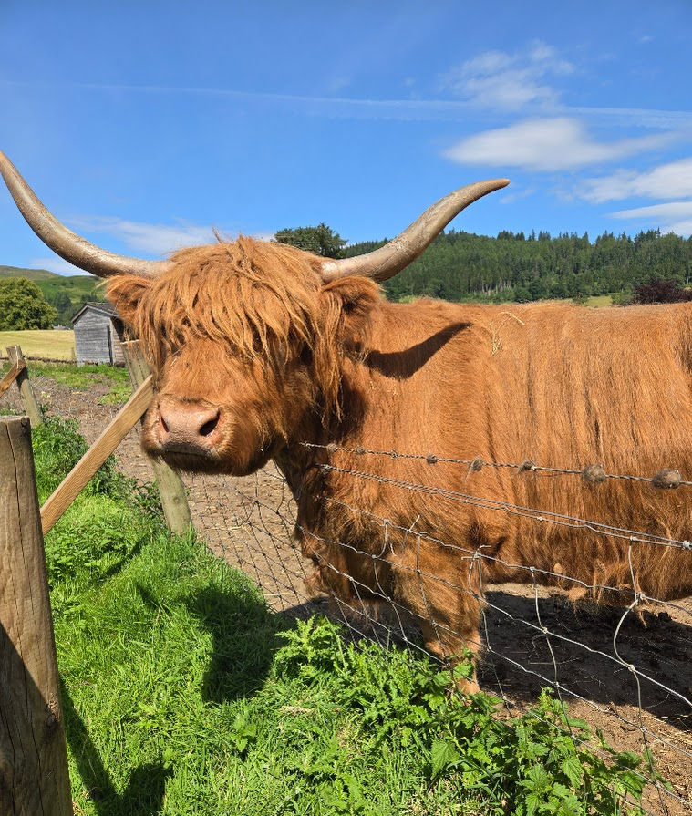 Heiland Coo or Highland Cow