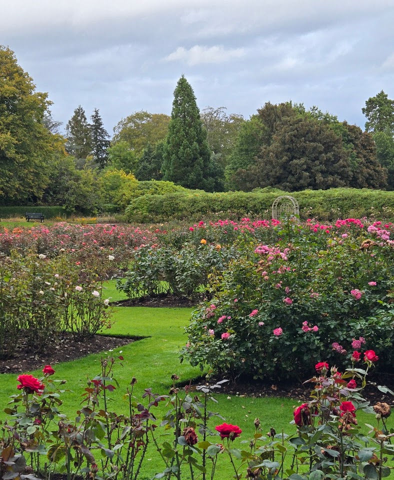 Rose Garden, Hazlehead Park