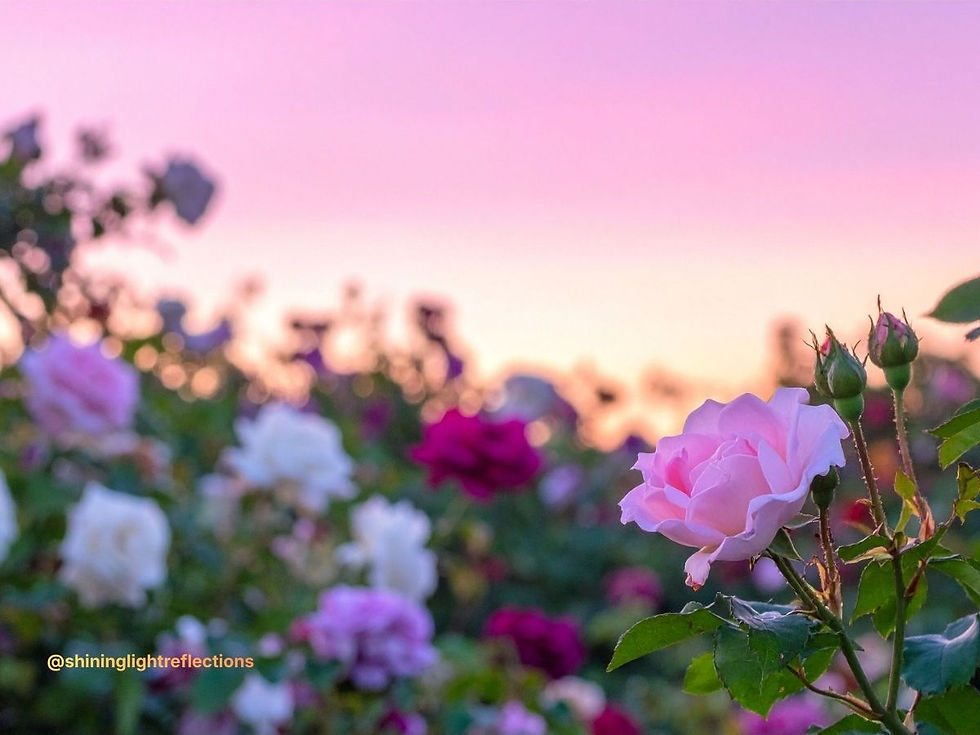 A soft-focus view of a garden during golden hour, symbolizing peace, grace, and the beauty of staying planted.