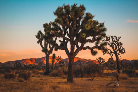 JOSHUA TREE NATIONAL PARK, CA