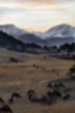 Elk graze in a meadow with mountains in the background.