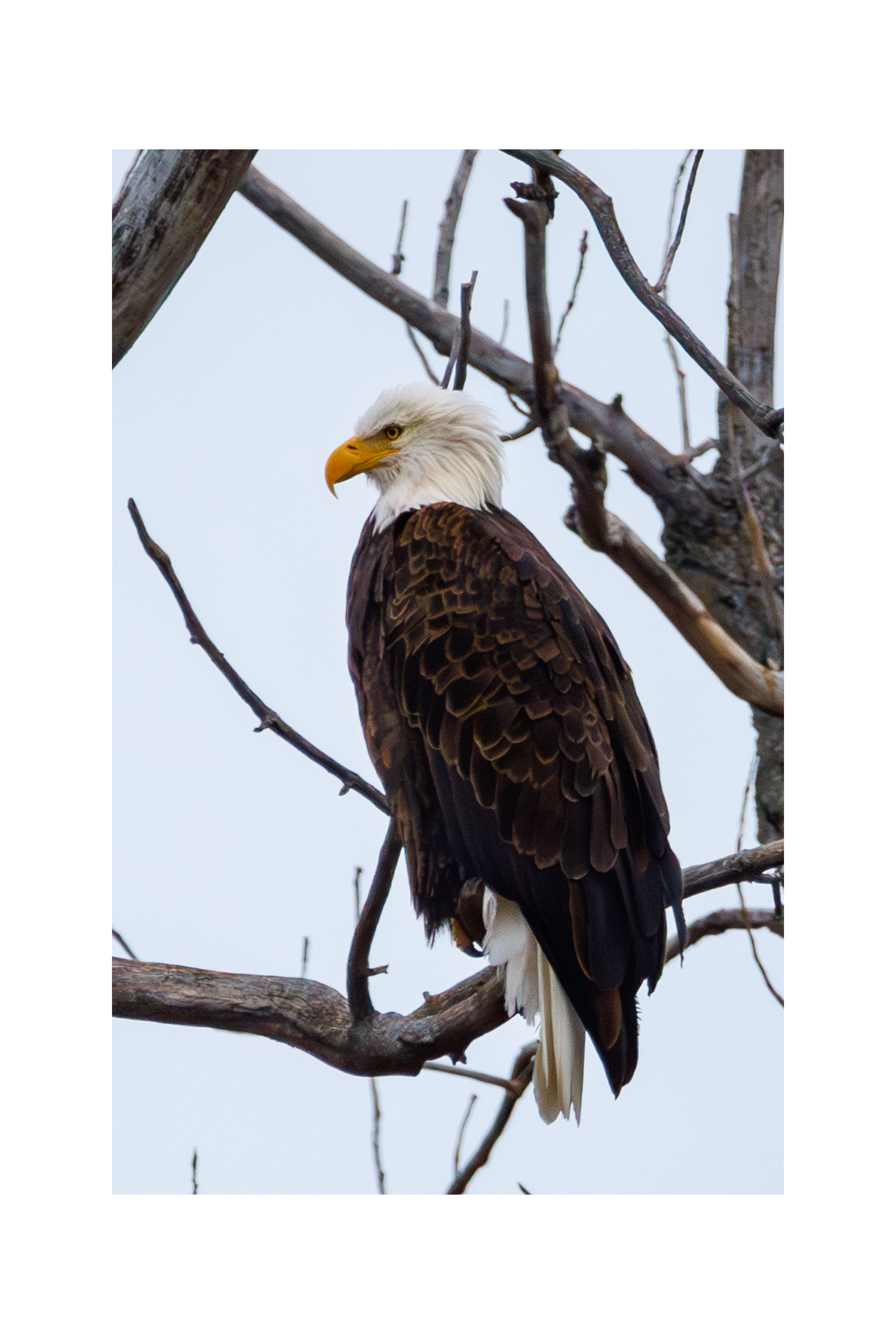 Bald Eagle at Gray's Lake