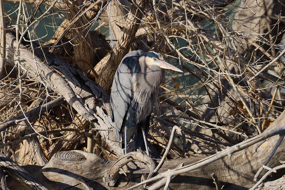 A blue heron sits among tree branches