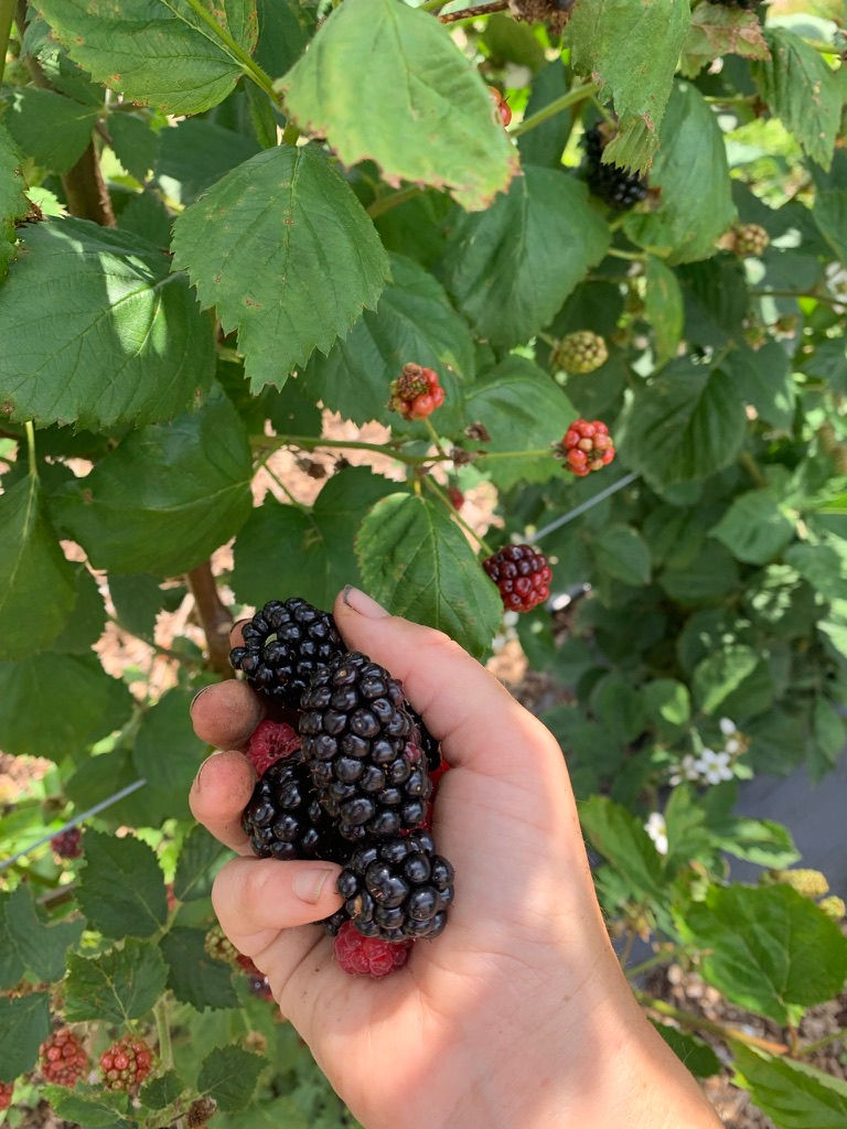 FARM SHARES Woodsidefarms