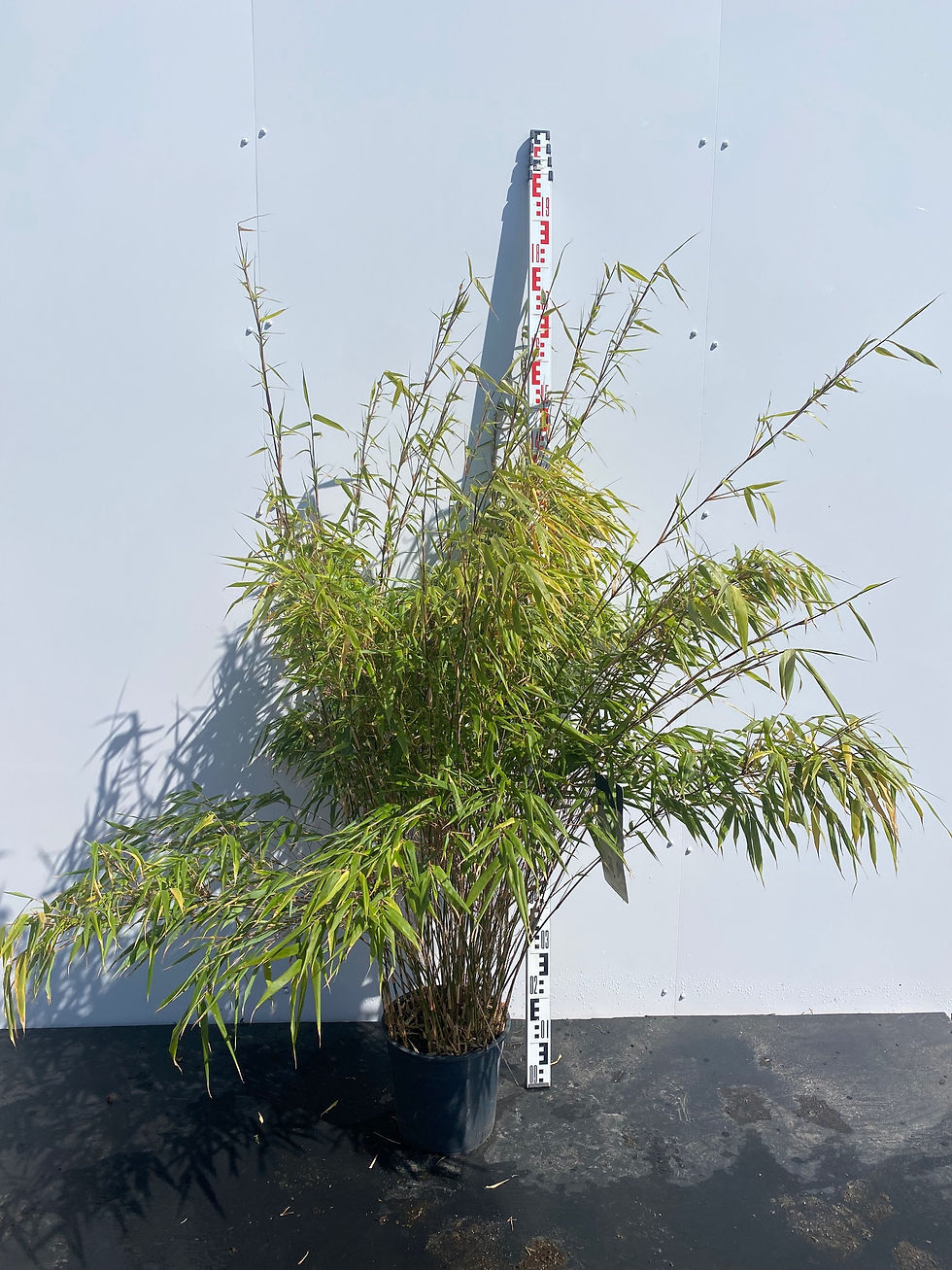 Miniatyrbilde: Bambus, Fargesia murieliae 'Rufa'