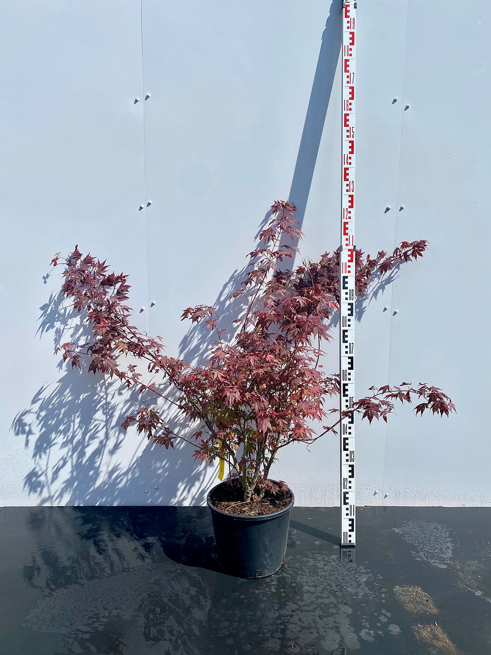 Miniatyrbilde: Japansk Blodlønn, Acer palmatum `Atroprurpureum`