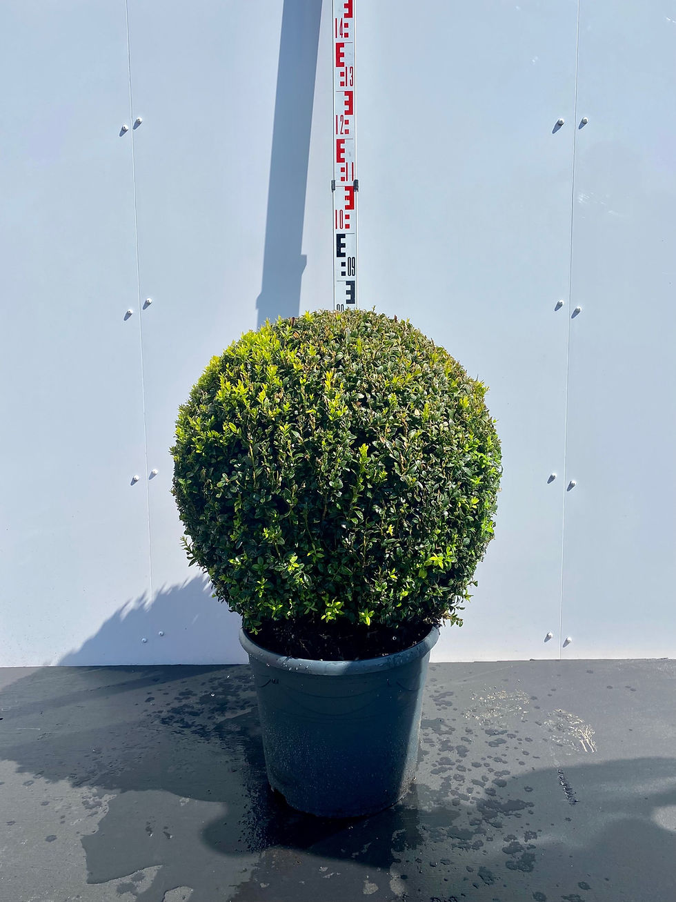 Miniatyrbilde: Buksbom ball, Buxus sempervirens