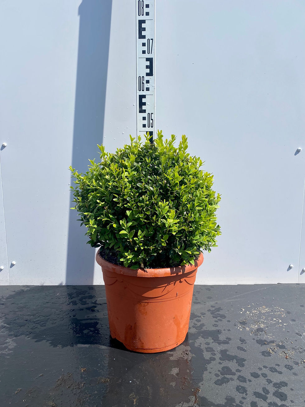 Miniatyrbilde: Buksbom ball, Buxus sempervirens