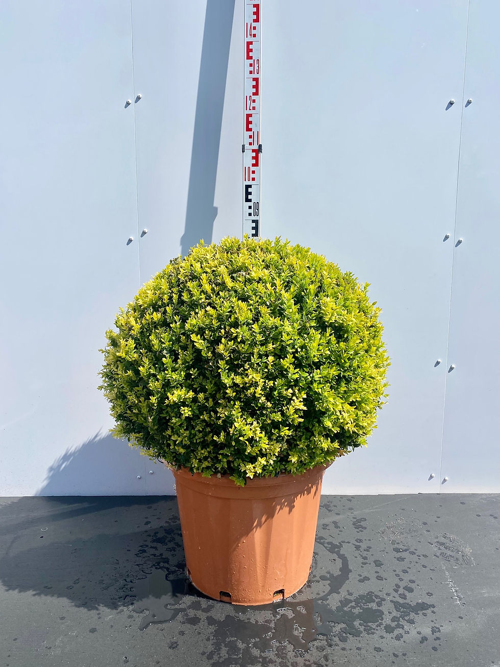 Miniatyrbilde: Buksbom ball, Buxus sempervirens