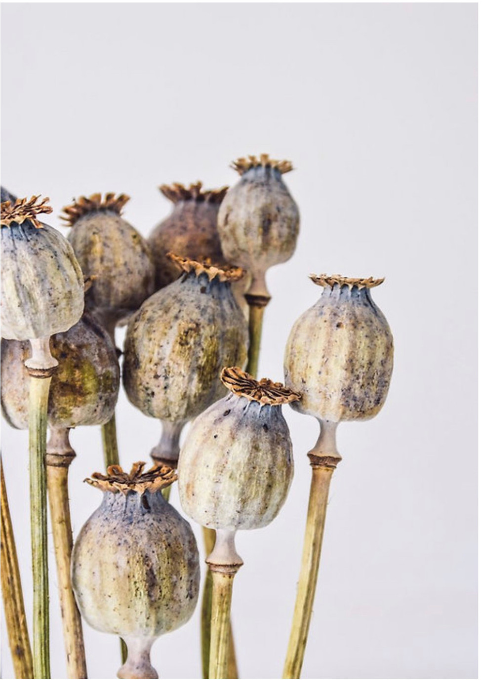 wholesale poppy pods,wholesale poppy pods in California