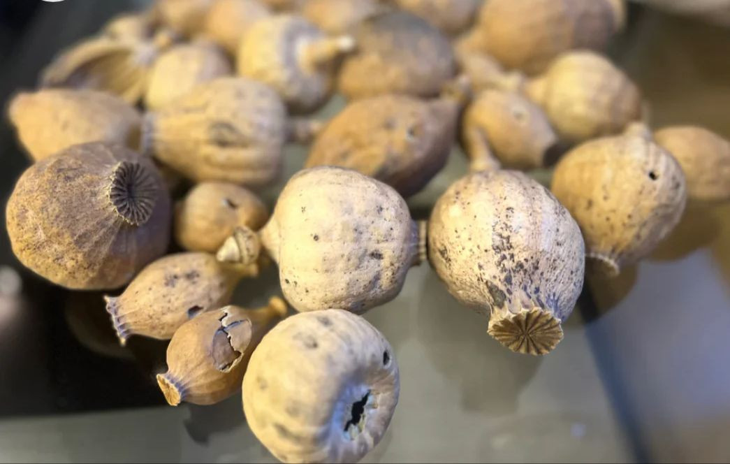 dried poppy pods without seeds
