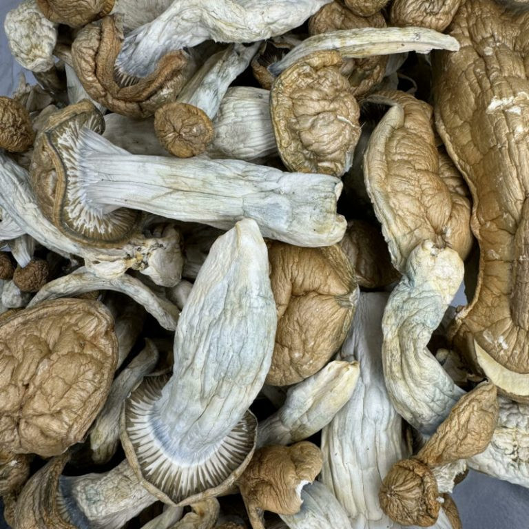 Psilocybin research Australia