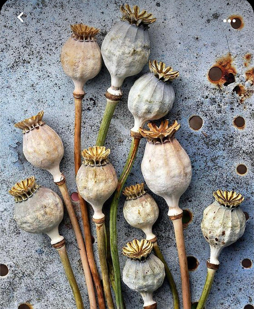 papaver somniferum pods