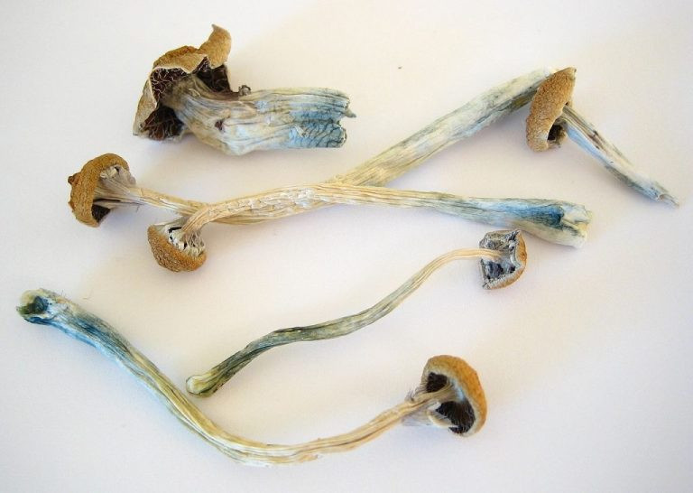 African Transkei Magic Mushroom