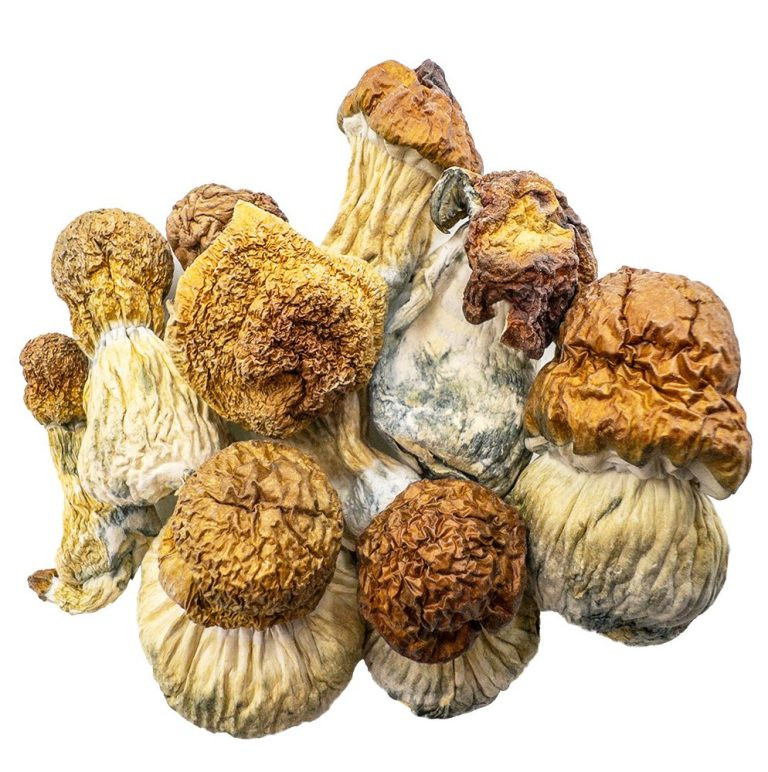 Blue Meanie mushrooms Australia