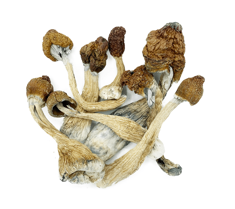 Penis Envy Magic Mushrooms