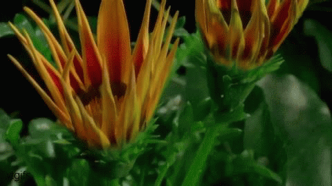 blooming-flower-ytgif-o.gif