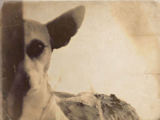 Uma história de cachorro