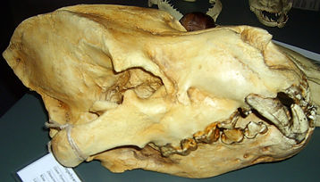 giant hyena. jpg