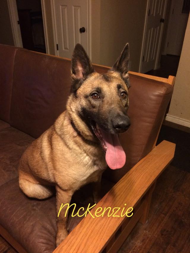 malinois rescue ranch