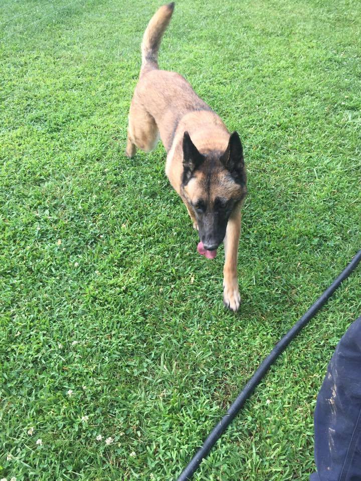 malinois rescue ranch