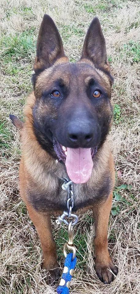 malinois rescue ranch