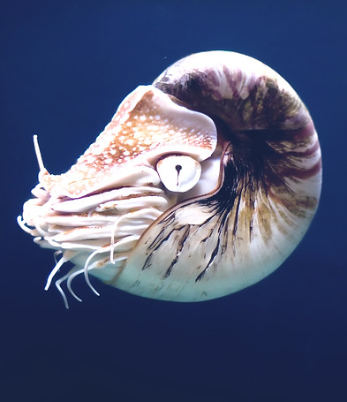 Nautilus Shell_edited.jpg