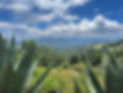IMG_3081.jpeg