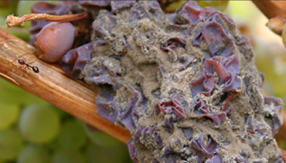 Botrytis rot grapes on vines