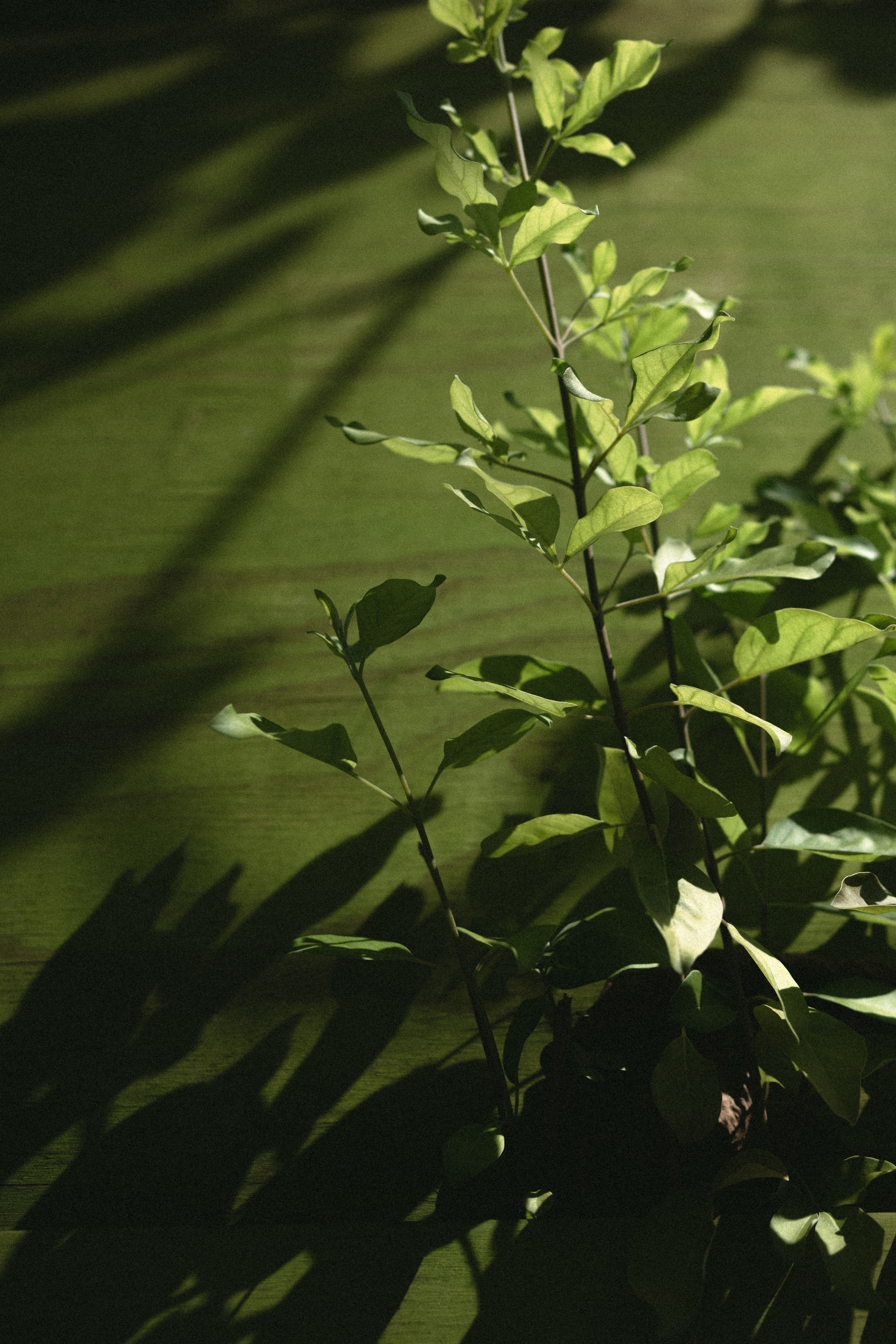 Shadows of Emerald - 2