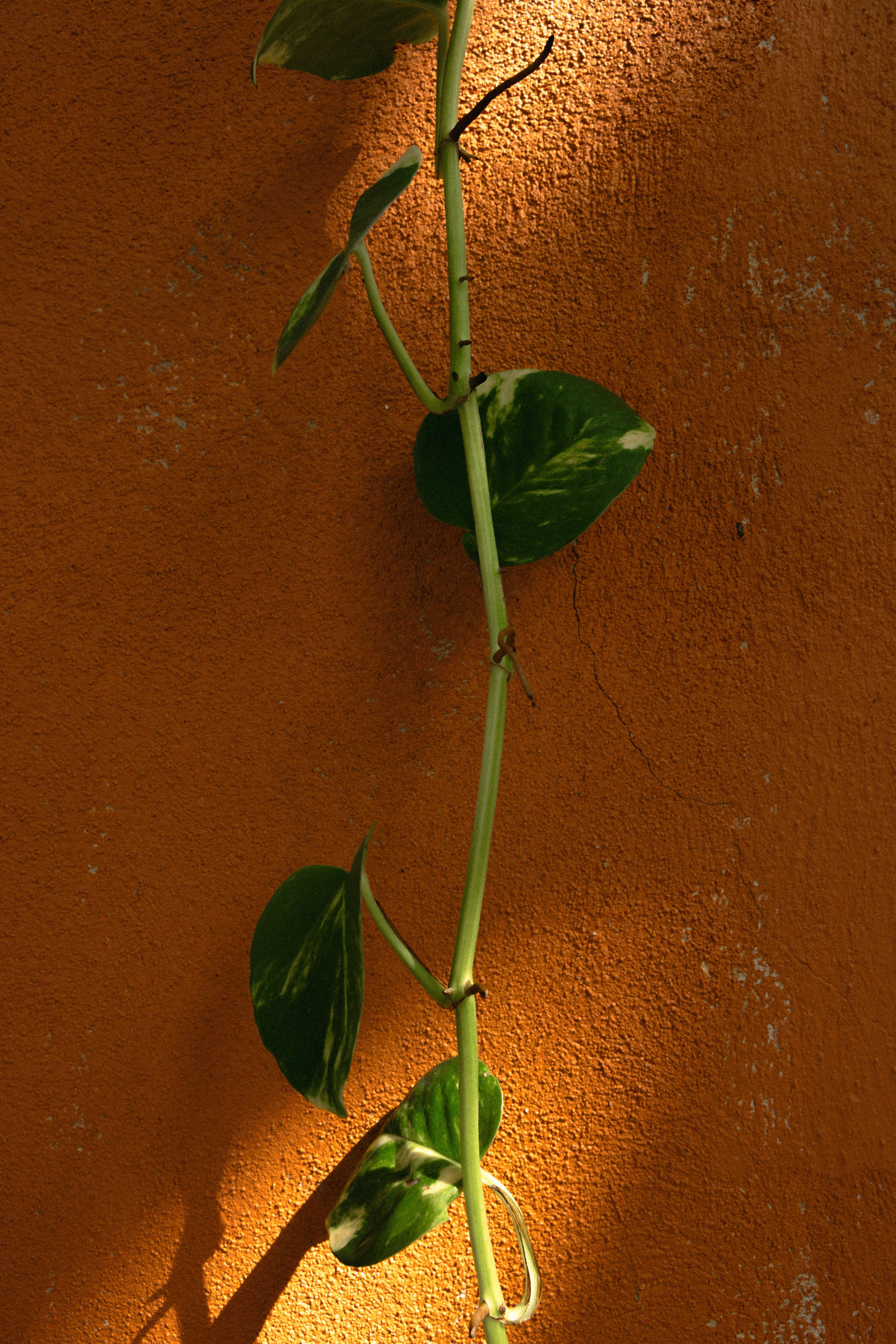Terracotta Light - 2