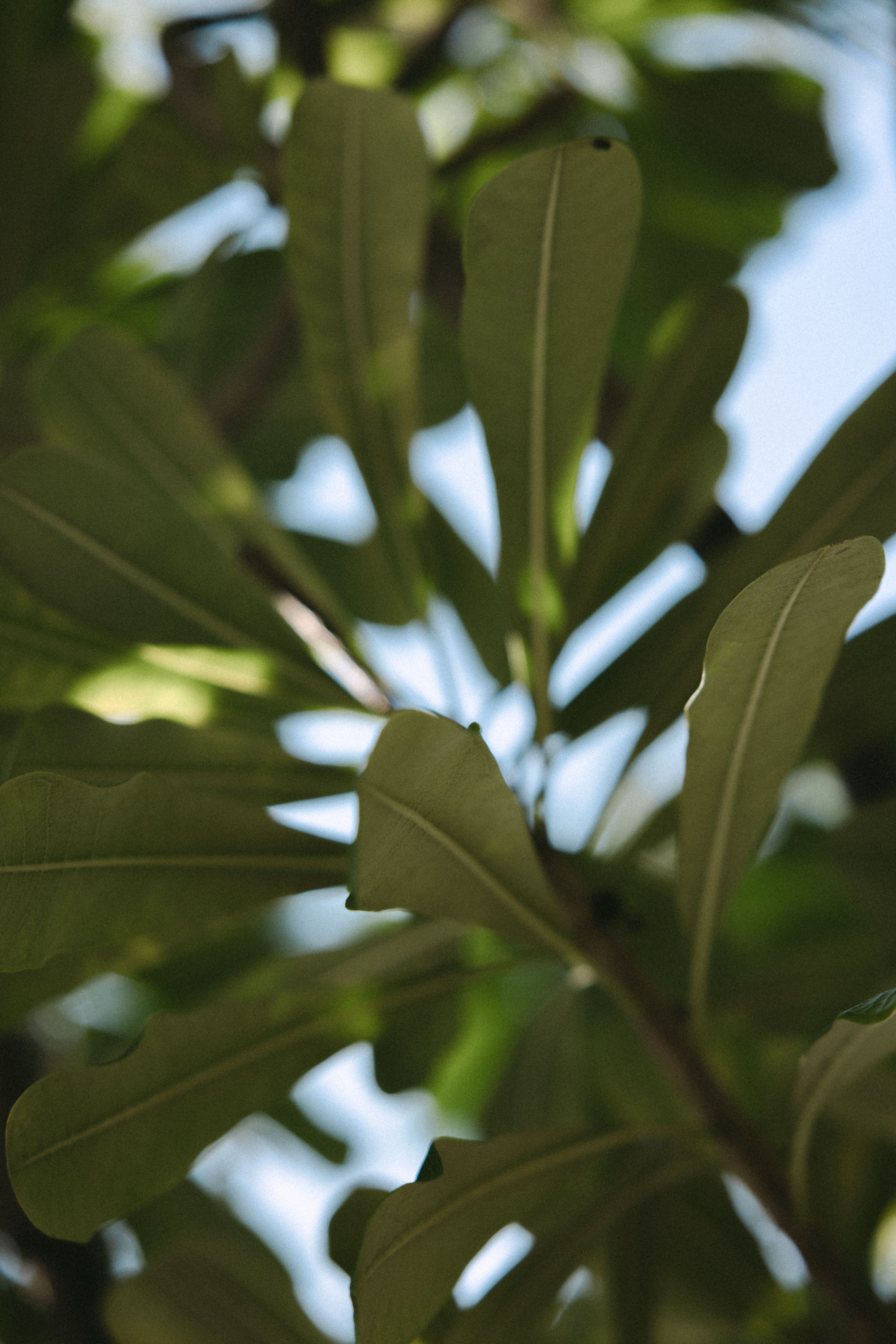 Azure Canopy - 2