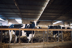 domestic-animals-eating-hay-cattle-farm.jpg