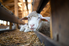 photo-funny-sheep-animal-chewing-food-staring-camera.jpg
