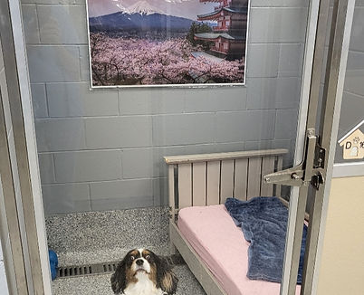 japan dog_edited.jpg