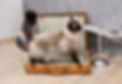 Screenshot_20220126-114846_Samsung Internet (2).jpg