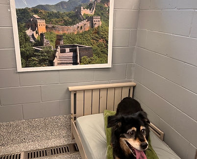 china dog.jpg