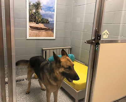 Tahiti dog.jpeg