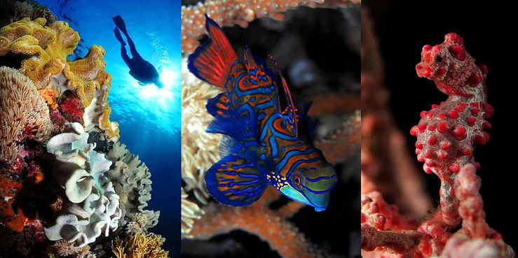 Captura de Tela 2022-02-19 às 14.31_edited.jpg