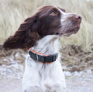 chien-de-chasse-pointer