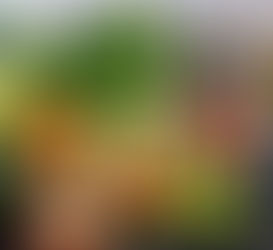 Top 10 alimentos que vão te ajudar a emagrecer