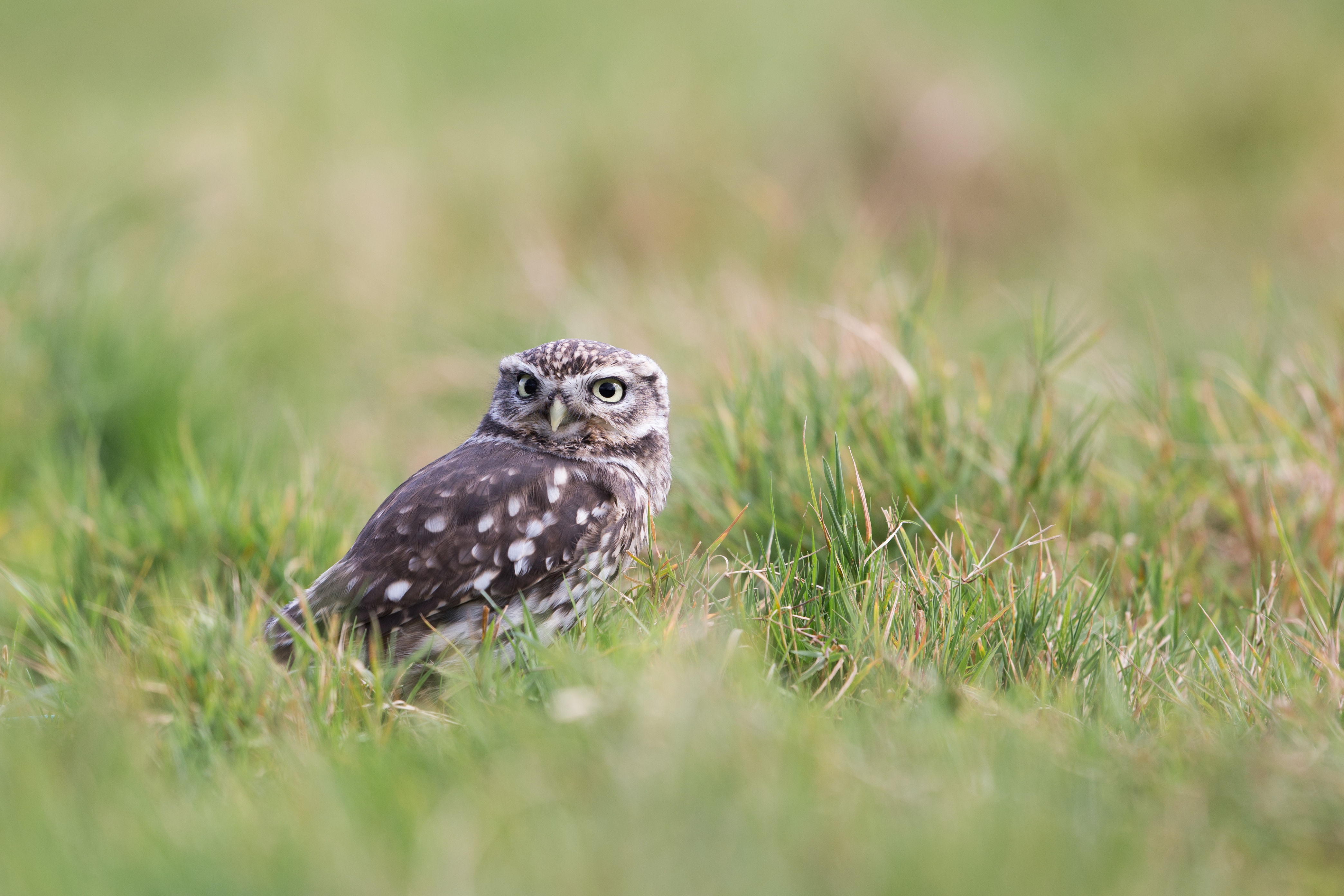 Little owl in grass
