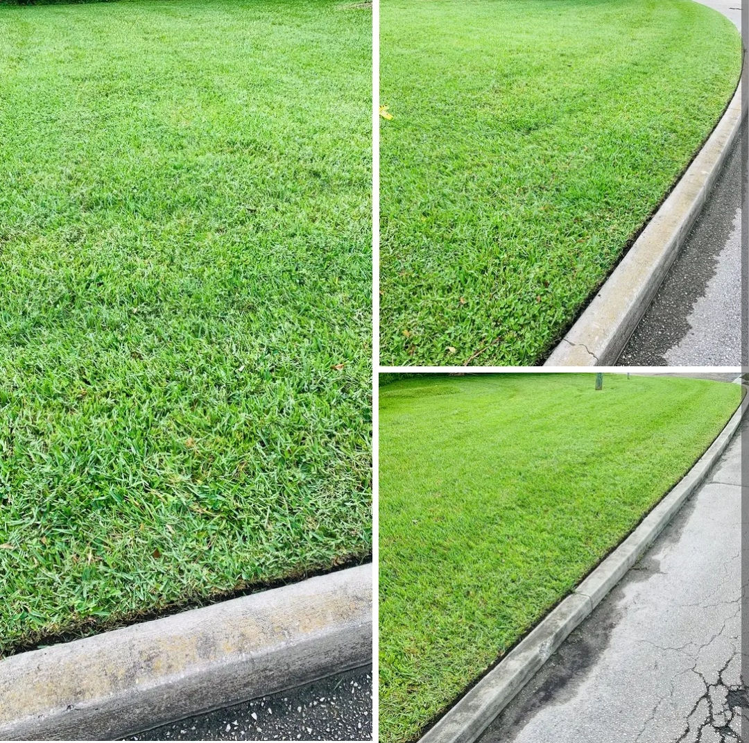A image of grass showcasing our lawn maintenance