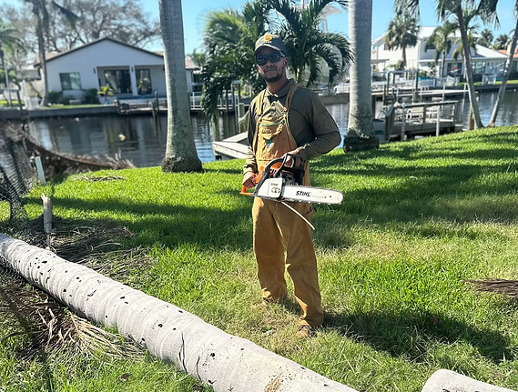The owner, Josh, holding a chainsaw next to a falling palm tree, demonstrates expert tree care and removal services.