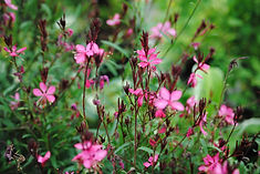 GAURA SISKIYOU PINK (2).JPG